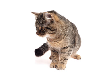 Brown tabby cat with striped fur and amber eyes sitting on white background, head tilted downward...