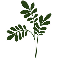 Green leaf vector with branches, Moringa leaf plant