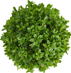 Top view of potted houseplant - Laurus Nobilis