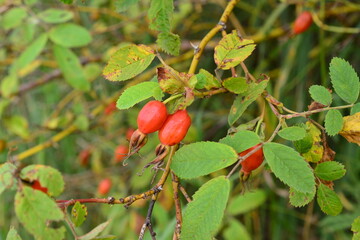 Rose hips on a branch with green leaves autumn nature