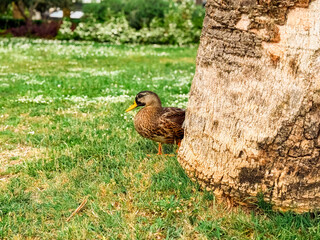 Duck standing near a tree in the park. Wildlife, nature, and outdoor environment with details of texture and natural habitat.