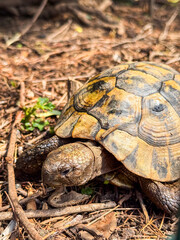 Turtle walking on ground with closeup shell detail. Wildlife, nature, and reptile in outdoor environment.