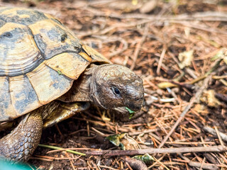 Turtle walking on ground with closeup shell detail. Wildlife, nature, and reptile in outdoor environment.