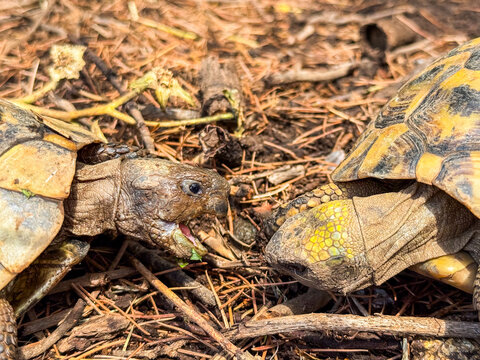 Two turtles facing each other on ground in forest. Wildlife, reptile, and nature with detail of shell and behavior.