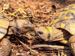 Two turtles facing each other on ground in forest. Wildlife, reptile, and nature with detail of...