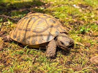 Turtle walking on ground with closeup shell detail. Wildlife, nature, and reptile in outdoor environment.