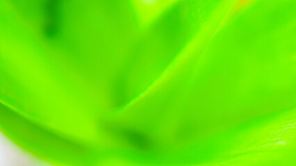 Natural plant green leaf in garden nature background