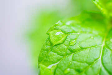 Beautiful rain water drop on green leaf closeup natural background