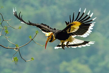 american eagle in flight