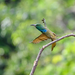 kingfisher on branch