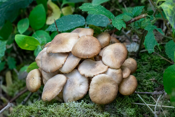 Close up of a group of toadstools