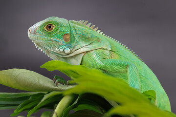 A captivating profile view of a vibrant green iguana, showing its detailed scales and sharp eyes while perched on a cluster of green leaves.