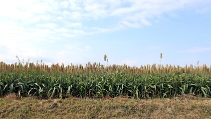 Edge of sorghum field under a blue cloudy sky in the end of summer