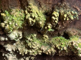 moss on rocks for textured painting