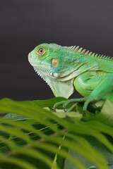 A majestic green iguana is captured in profile, perched on a large leaf, with its vibrant scales and powerful stance highlighted against a dark background.