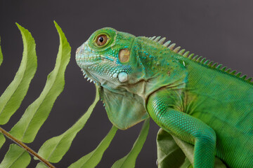 ​A beautiful green iguana is partially hidden behind a fern frond, its detailed scales and vibrant color visible in this striking nature portrait.
