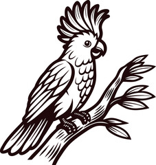 Obraz premium Vintage engraved drawing of cockatoo bird perched on tree branch with decorative crest and detailed plumage
