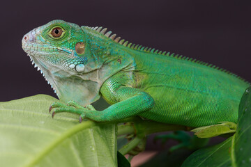 A majestic green iguana is captured in profile, perched on a large leaf, with its vibrant scales and powerful stance highlighted against a dark background.