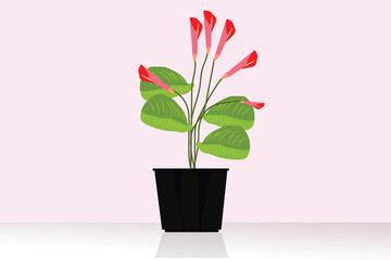 Flower pot isolated on a white wall, Home gardening concept, plastic pot in room background