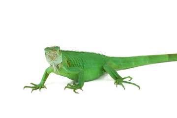 A striking green iguana is captured in full profile, showcasing its vibrant scales and long tail isolated on white background.