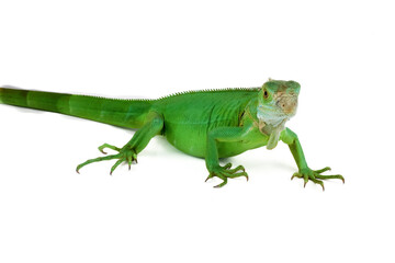 A striking green iguana is captured in full profile, showcasing its vibrant scales and long tail isolated on white background.