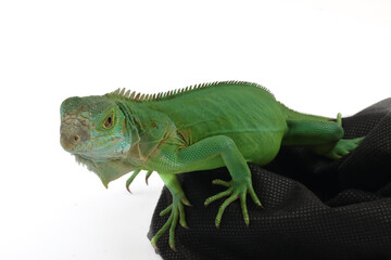 ​A beautiful green iguana is peeking out from a textured black fabric, its head and upper body visible against a stark white background