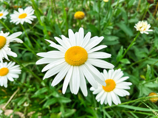Obraz premium White daisy flower in natural garden
