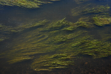 reflections in the water