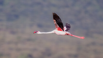 red billed stork in flight