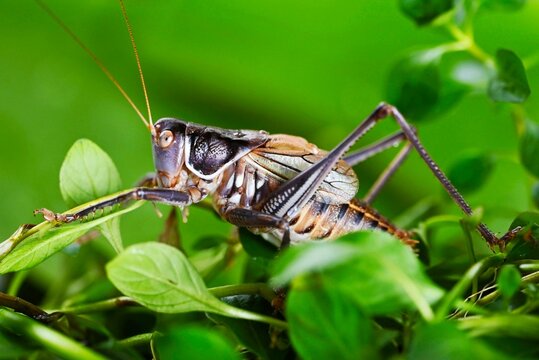 green grasshopper