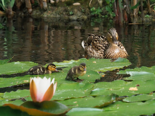 Female mallard and ducklings in a pond, wild duck, Anas platyrhynchos