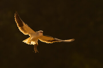 golden eagle in flight