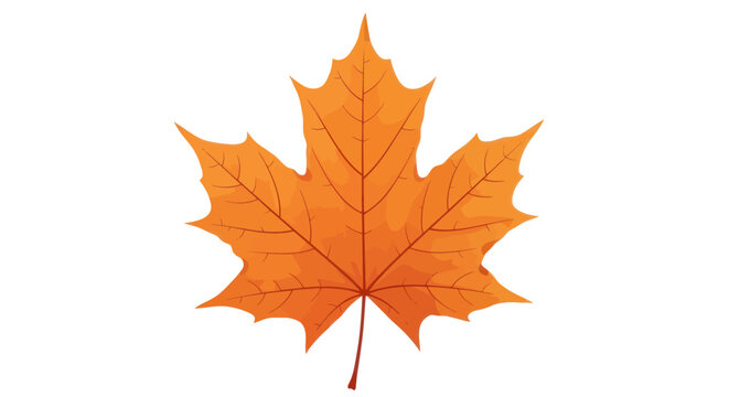 Single Orange Maple Leaf with Detailed Veins and Serrated Edges.
