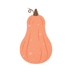Illustration of Butternut Squash, pastel pink orange color