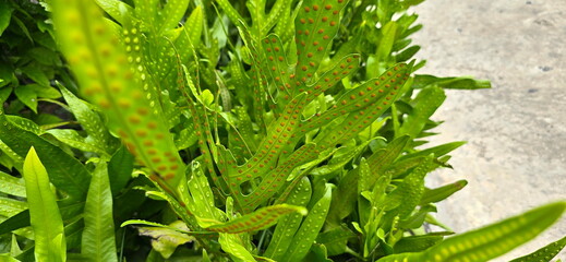 Maile-Scented Fern or Wart fern of Hawaii has leaves that look like fans. On back of leaf there are...