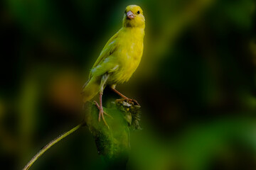 green parrot on a branch