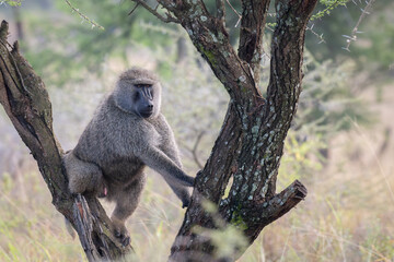 A single, male Baboon, sits in a tree surveying the area in front of him. Serengeti, Tanzania, Africa