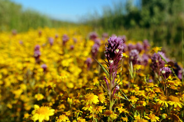 Purple wildflower shot in close-up against the background of a yellow blooming field