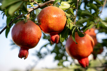 Close-Up of Multiple Fresh Pomegranates on Tree in Bright Sunlight