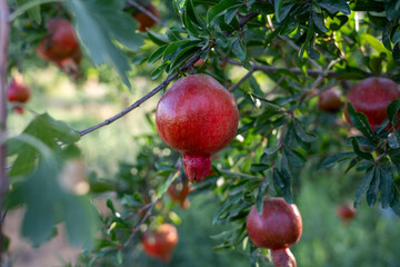 Close-Up of Multiple Fresh Pomegranates on Tree in Bright Sunlight