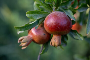 Close-Up of Multiple Fresh Pomegranates on Tree in Bright Sunlight