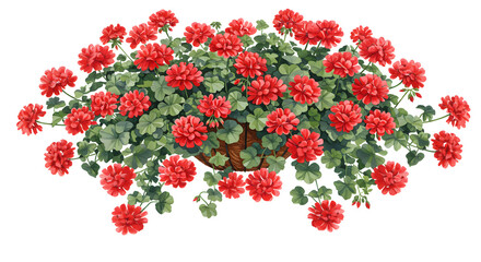 Red geranium plant with vibrant flowers and green leaves, decorative houseplant for home decor, ideal for garden and floral design - Isolated White Background
