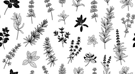 Collection of Hand-Drawn Culinary Herbs, Rosemary Thyme Lavender Assortment on Isolated White Background
