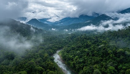 Misty valley with rainforest and river