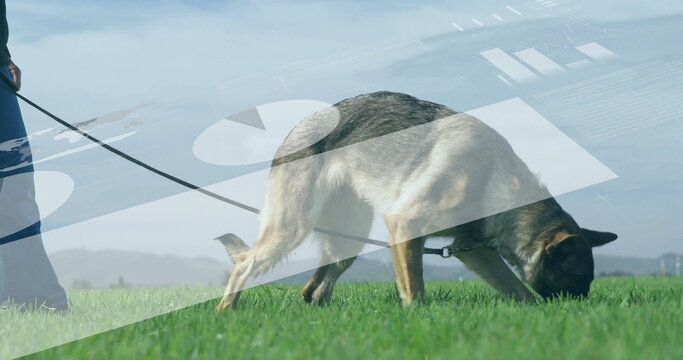 Sniffing German Shepherd exploring lush green grass in open field, with black leash and dog collar - Powered by Adobe