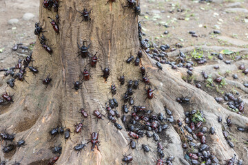 Cluster of beetles gathering on tree bark