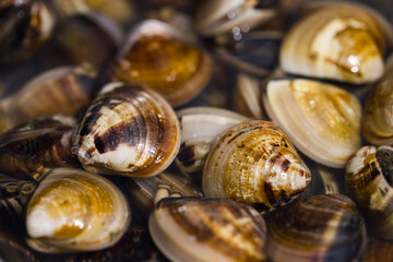 Fresh clam washed and ready for cooking