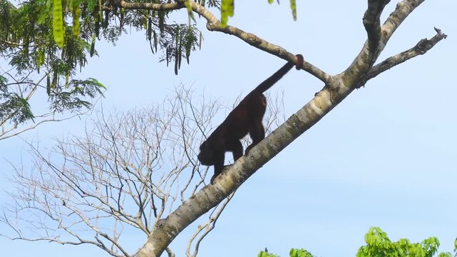 Aerial view of a red howler monkey gripping a branch with its prehensile tail on a diagonal tree trunk, calmly observing the rainforest canopy under blue sky with clouds in Tambopata, Peru.