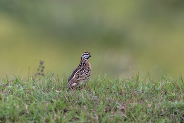 Rain quail or black-breasted quail (Coturnix coromandelica) at Bhigwan, Maharashtra, India.