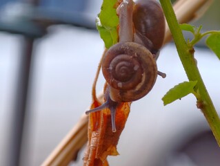 snail on a leaf